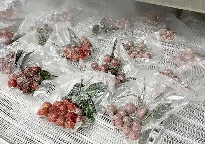 荔枝智能速冻锁鲜与高值化加工技术 - 北方蔬菜报